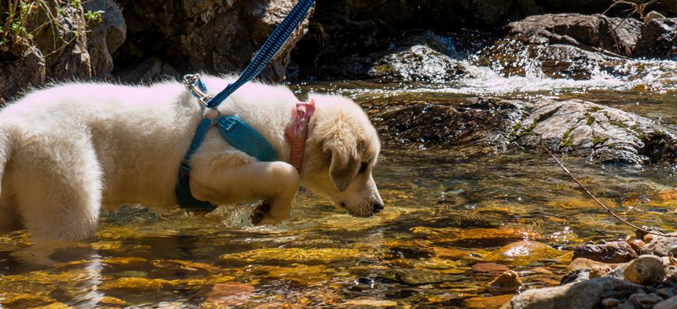 Dog checking out the Clear Creek while hiking in Cimarron National Forrest