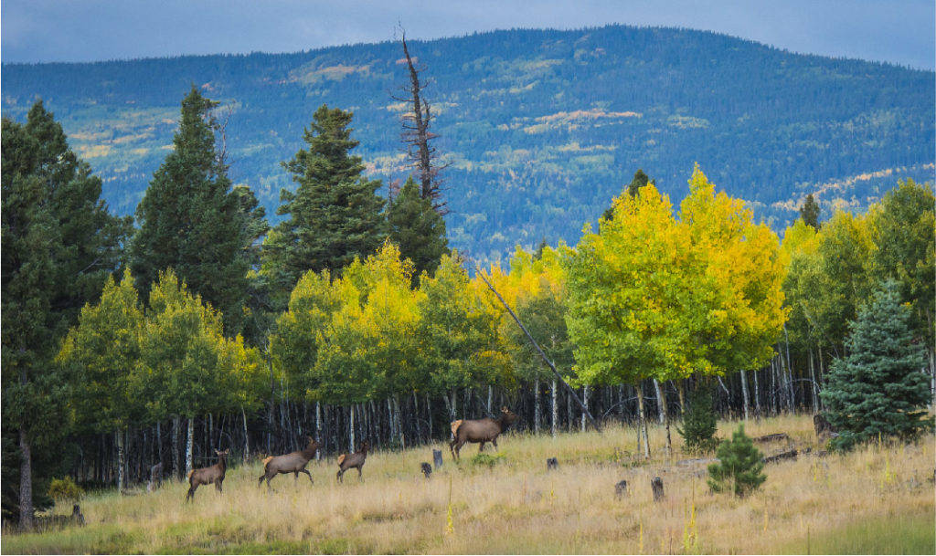 Fall Colors Elk Photography