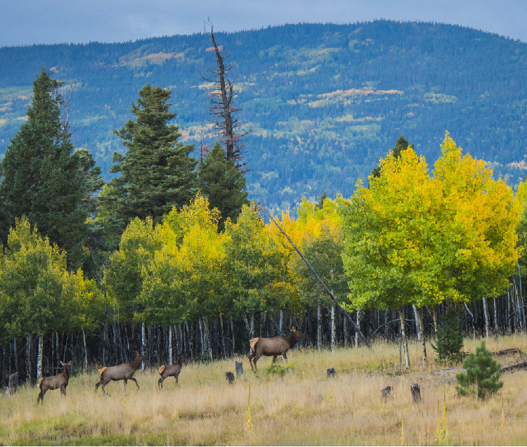 Fall Colors Elk Photography