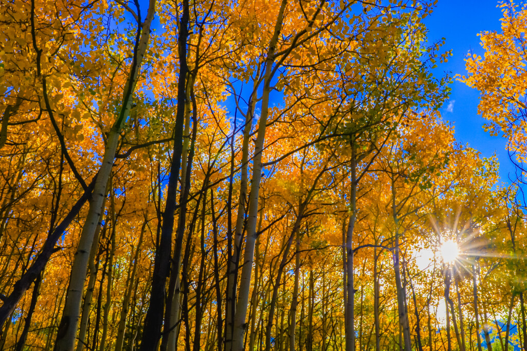 autumn color in Angel Fire