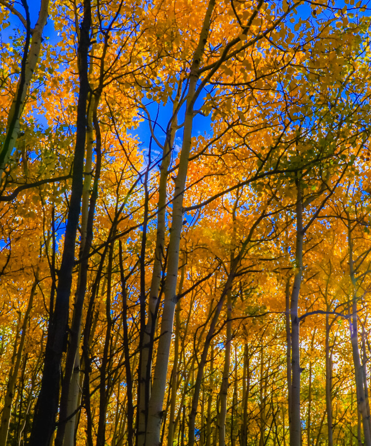 autumn color in Angel Fire