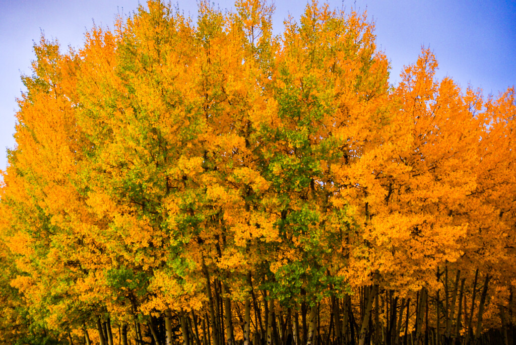 autumn color in Angel Fire